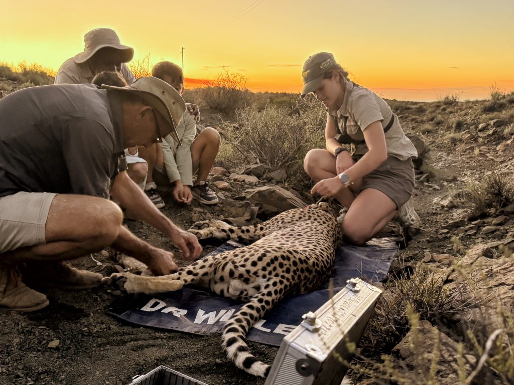 Cheetah Exports 33 1024x768