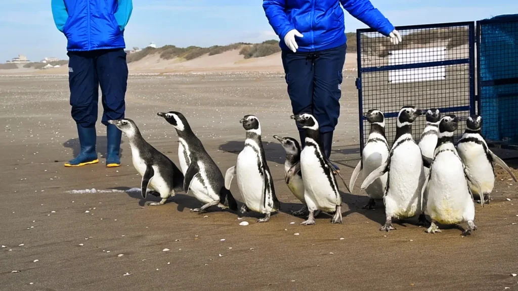 2066036 Magellanic Penguins Released Sea.jpg 1024x576