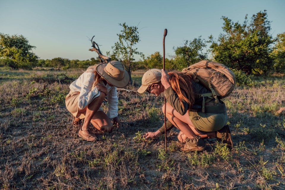 Animal Tracking Experience Walking Safaris Lowveld Trails Company Hoedspruit Scaled Rexqj6qhhn4r2c2a7li668z2j2jbh8mb2l15s91xj4