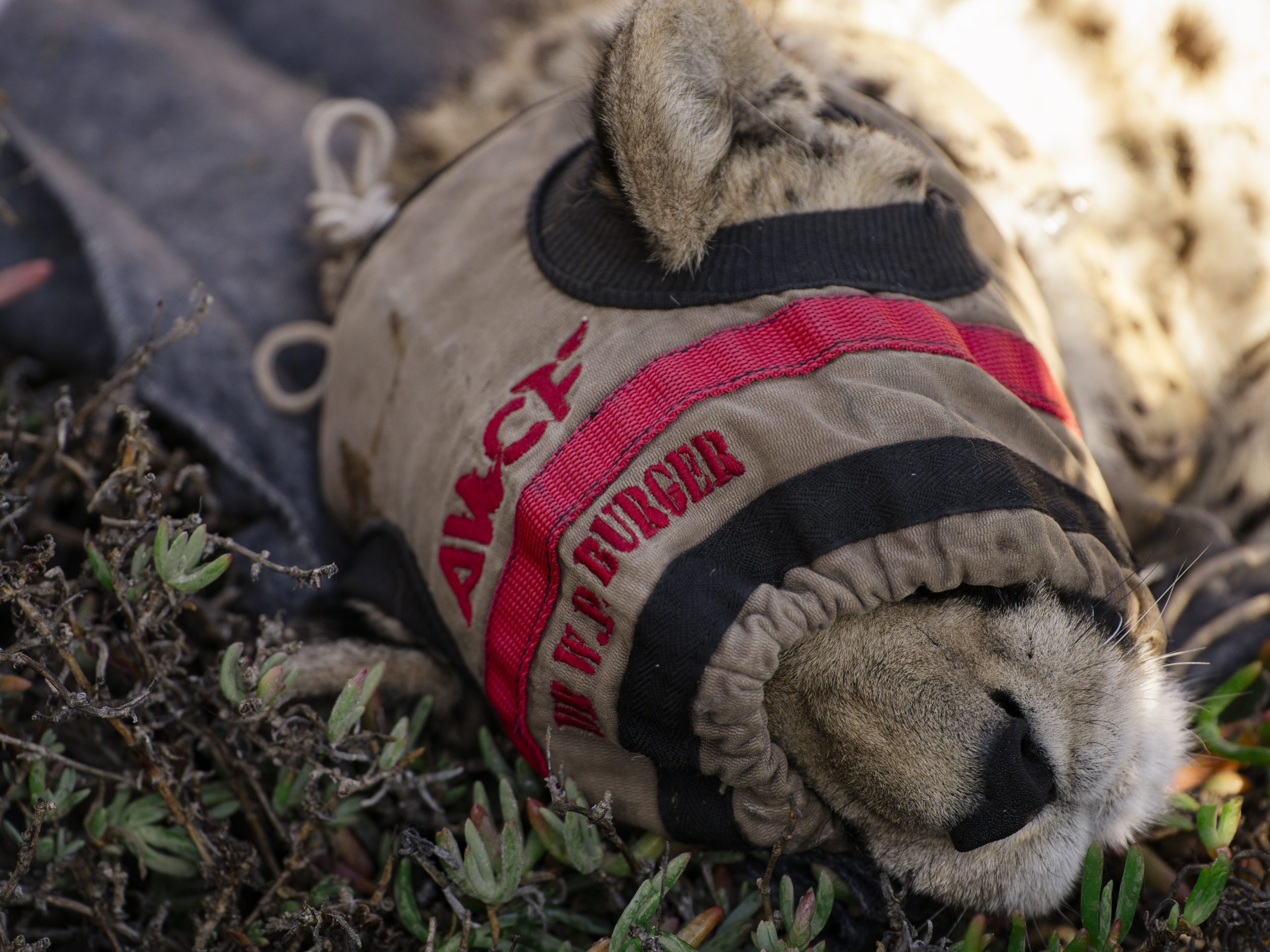 Cheetah Relocation 1 2 Scaled