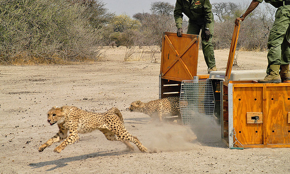 Cheetah CCF CheetahRelease 1000 600