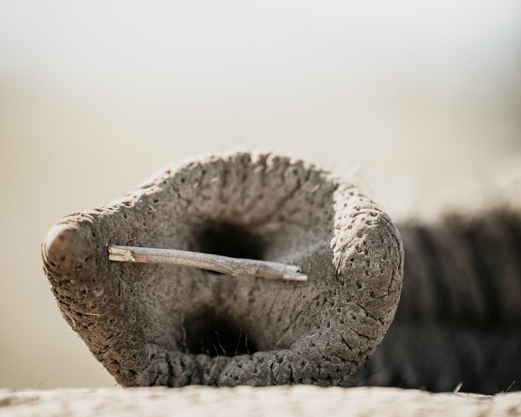 ELEPHANT RELOCATION 45 1024x819